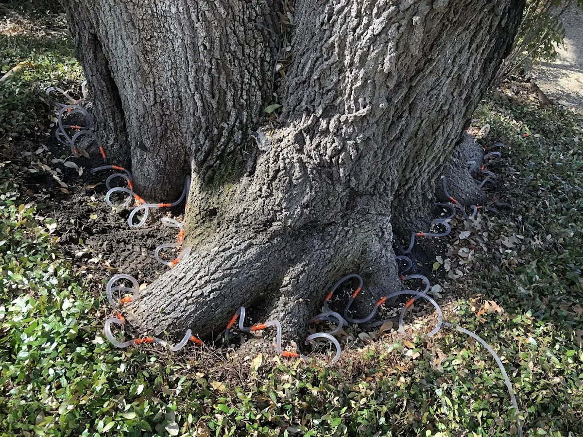 Detailed Shrub and Hedge Trimming job site in Forney