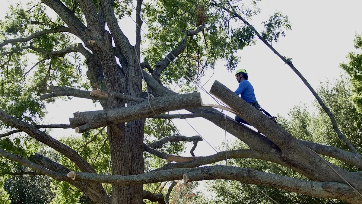 Professional Crown Thinning performed by certified arborists in Forney